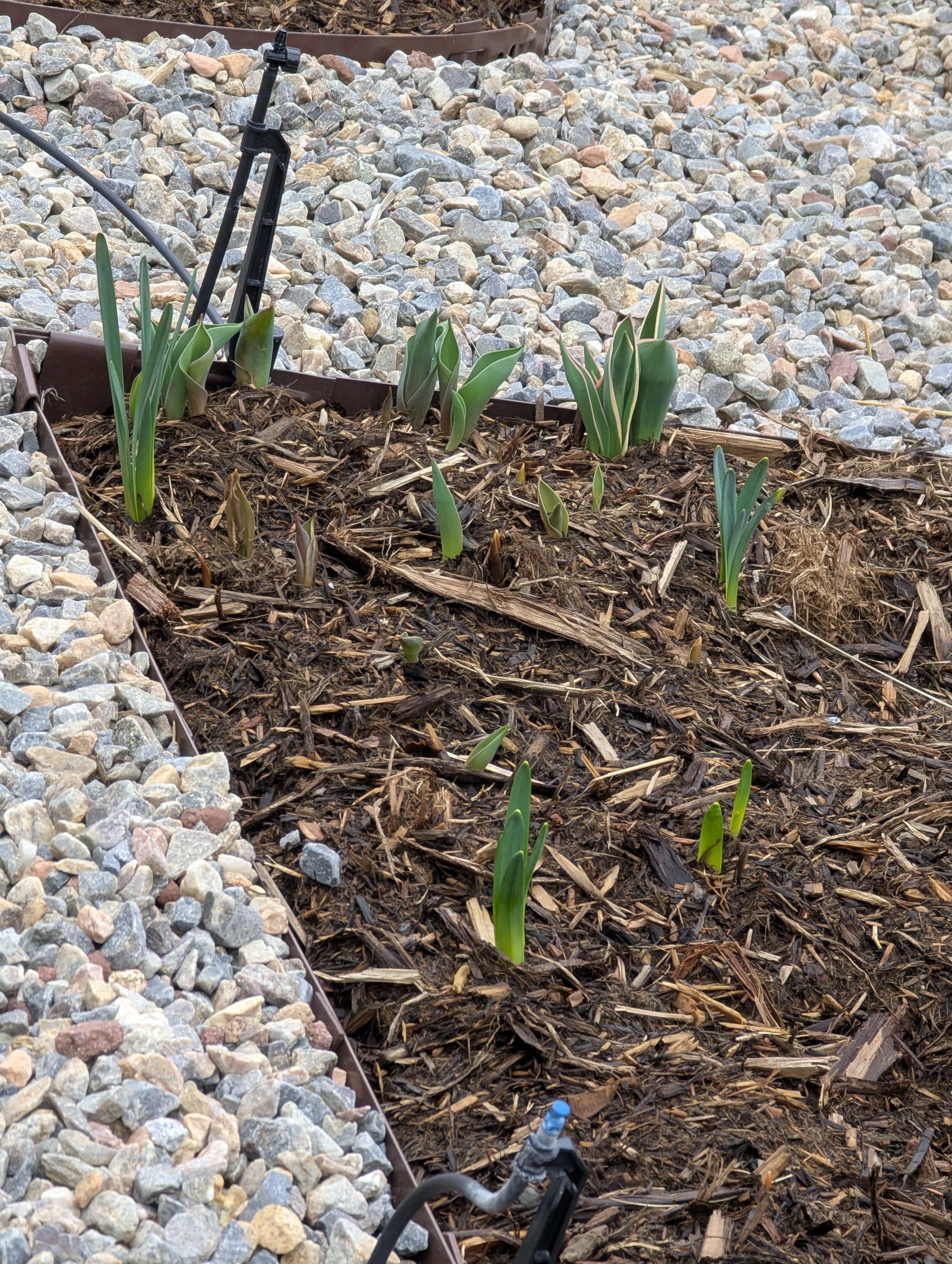Garden, Morrison, Colorado